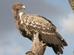 Western_Corridor2009-40